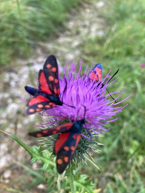 Ehrwald: Hiking Tour into breath taking Nature - Practical expectations: languages, rules, and limits