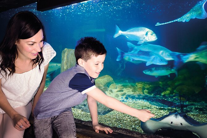 SEA LIFE Munich Admission Ticket - Shark power in Munich: 20+ species, including zebra and carpet sharks