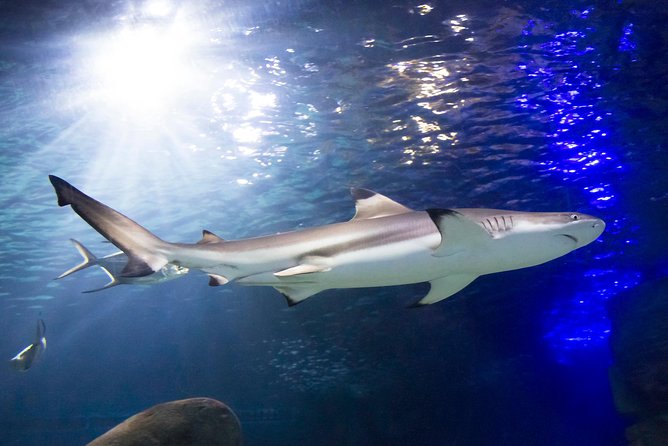 SEA LIFE Munich Admission Ticket - Timing your route: why you might finish in 30 minutes