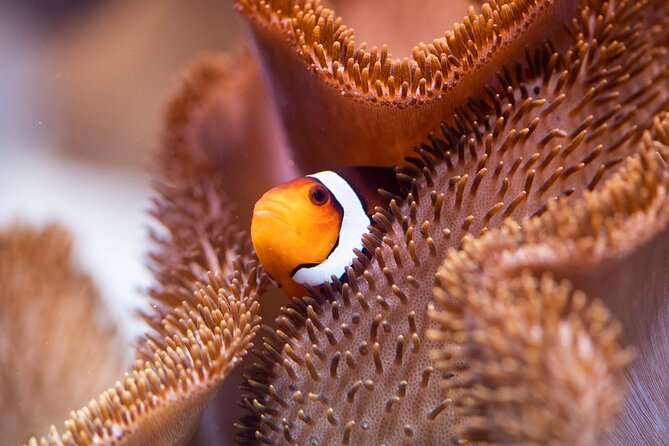 SEA LIFE Munich Admission Ticket - Kid-friendly touches: pirate trail and easy family flow
